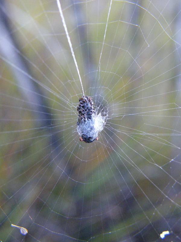 Cyclosa_tribolata_D5998_Z_88_Home Wendy Eiby_Australie.jpg